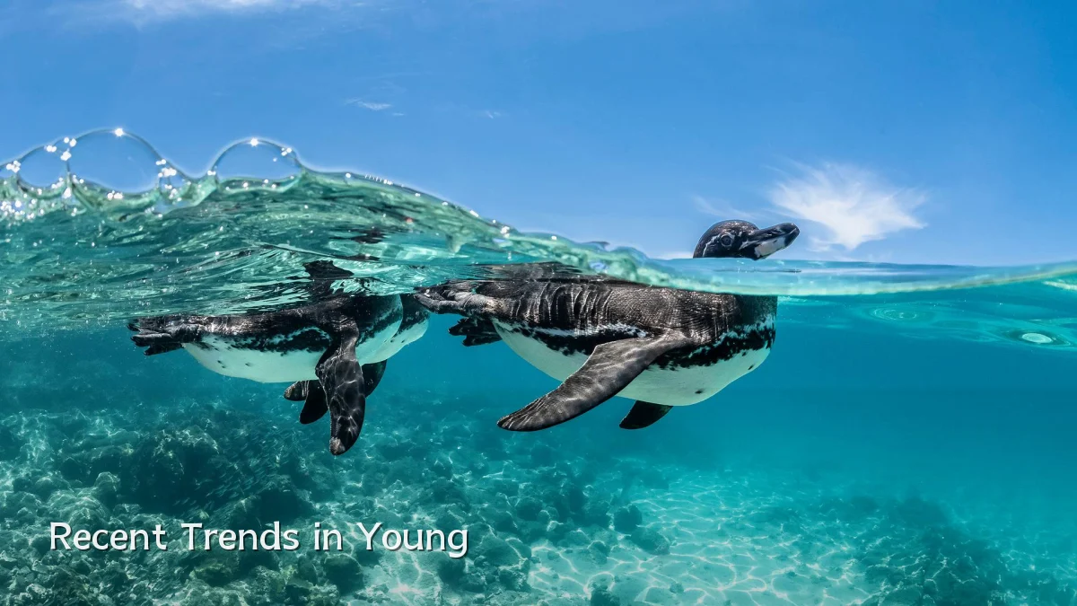 Recent Trends in Young