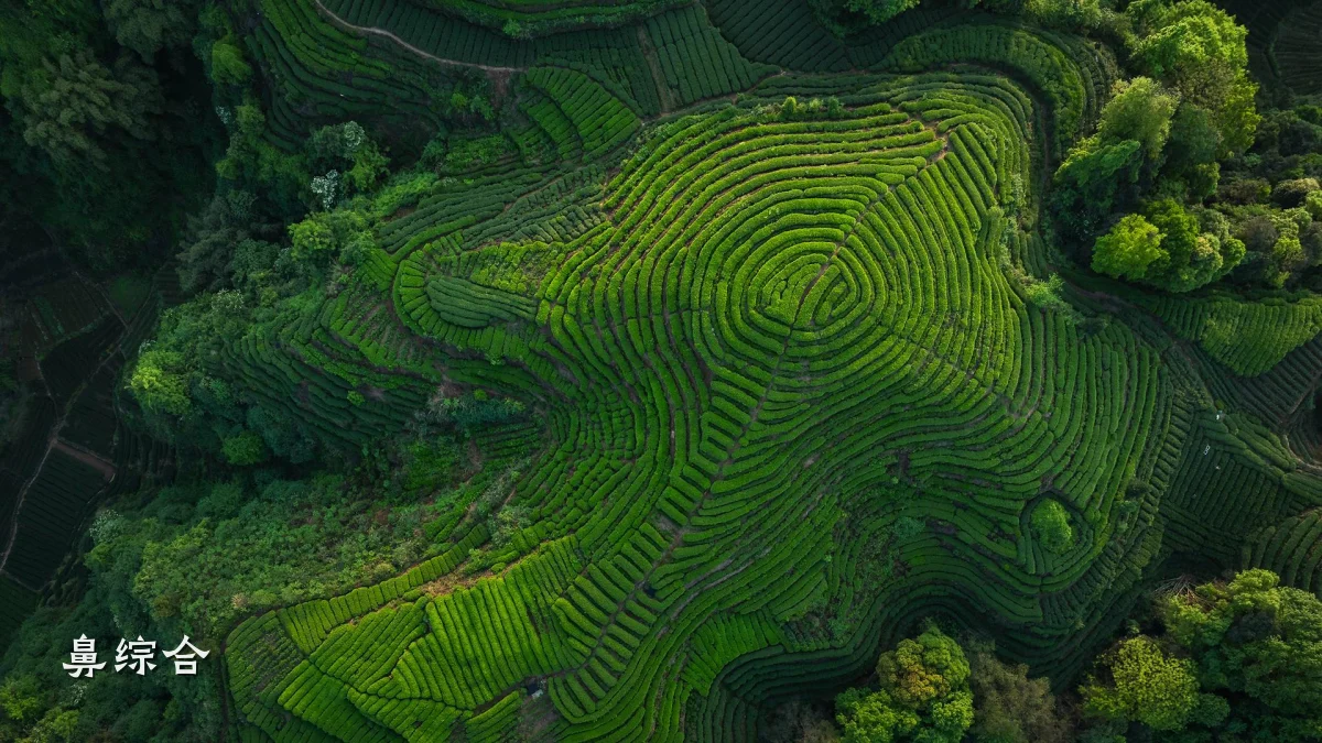 鼻综合